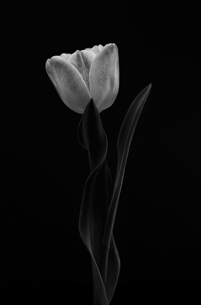 Tulip art print by Lotte Gronkjar for $57.95 CAD