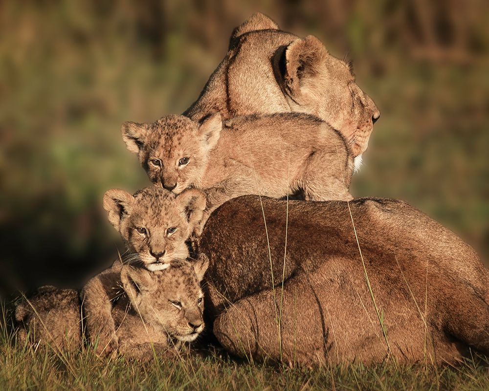 Close Family  5011 art print by Karen Celella for $57.95 CAD