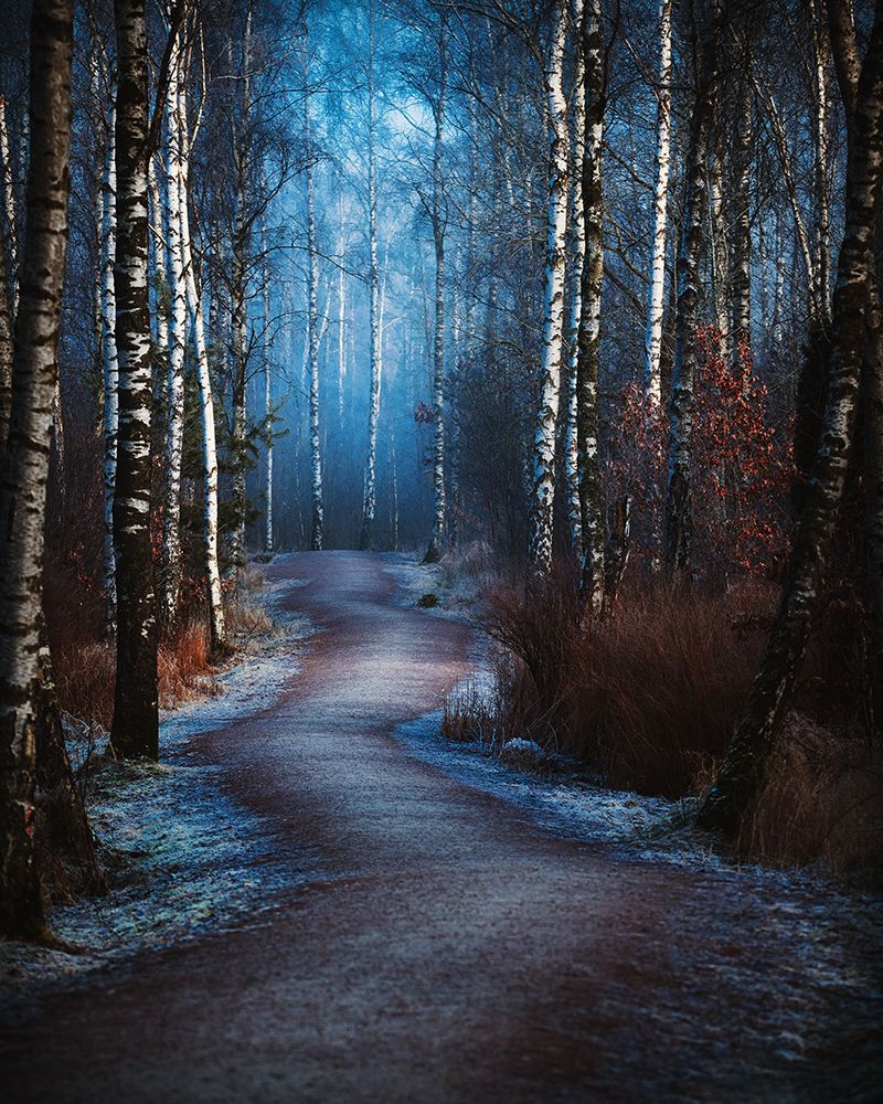 The beauty path art print by Micael Dillner for $57.95 CAD