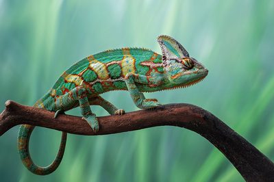 Chameleon by Edy Pamungkas