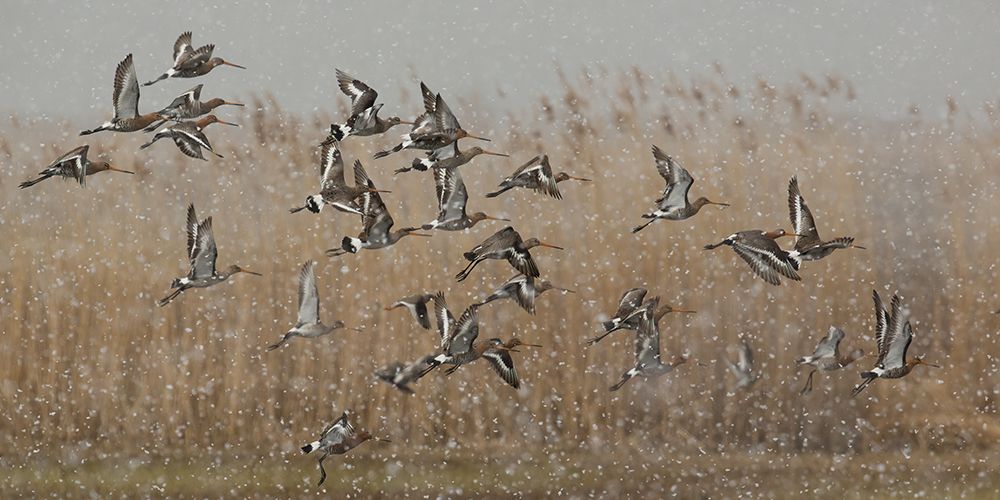 birds in a snowstorm art print by Annie Keizer for $57.95 CAD