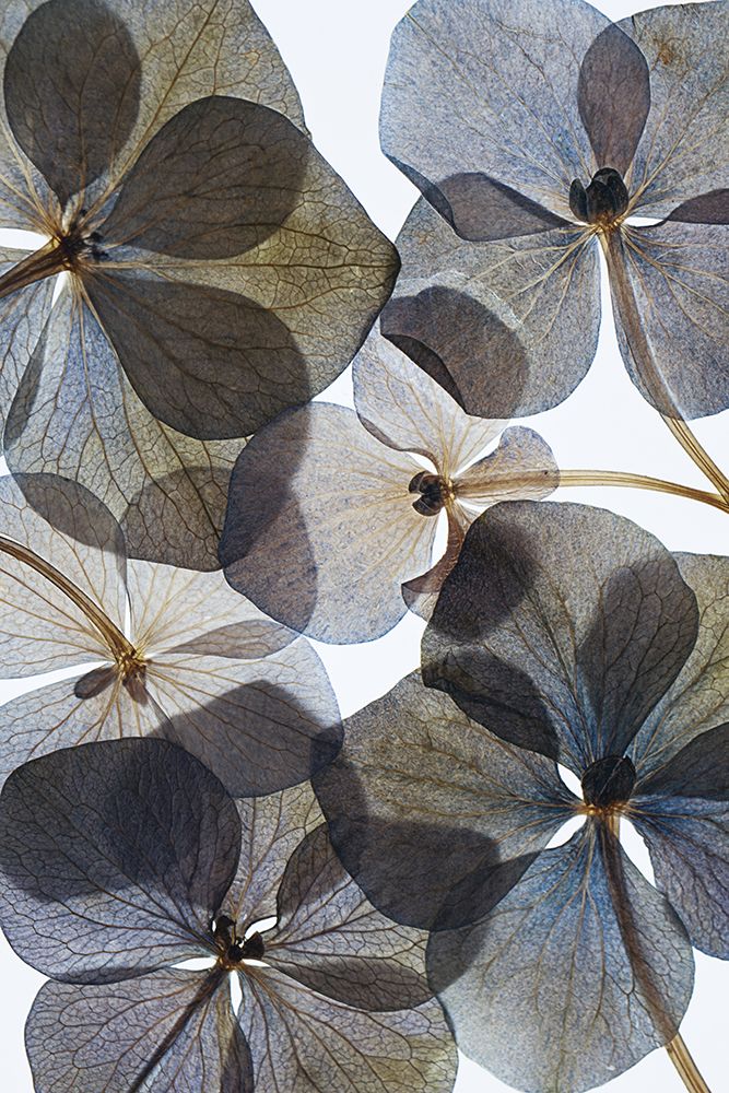 Botanical #21 art print by Lenka for $57.95 CAD
