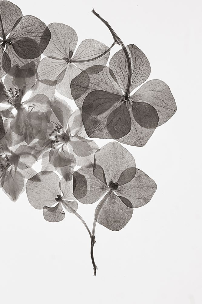 Botanical 24 art print by Lenka for $57.95 CAD