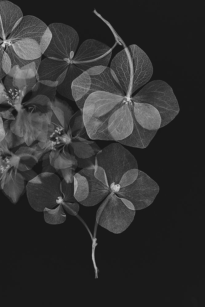 Botanical 25 art print by Lenka for $57.95 CAD