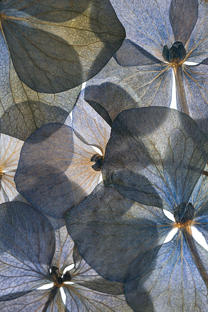 Botanical #26 art print by Lenka for $57.95 CAD