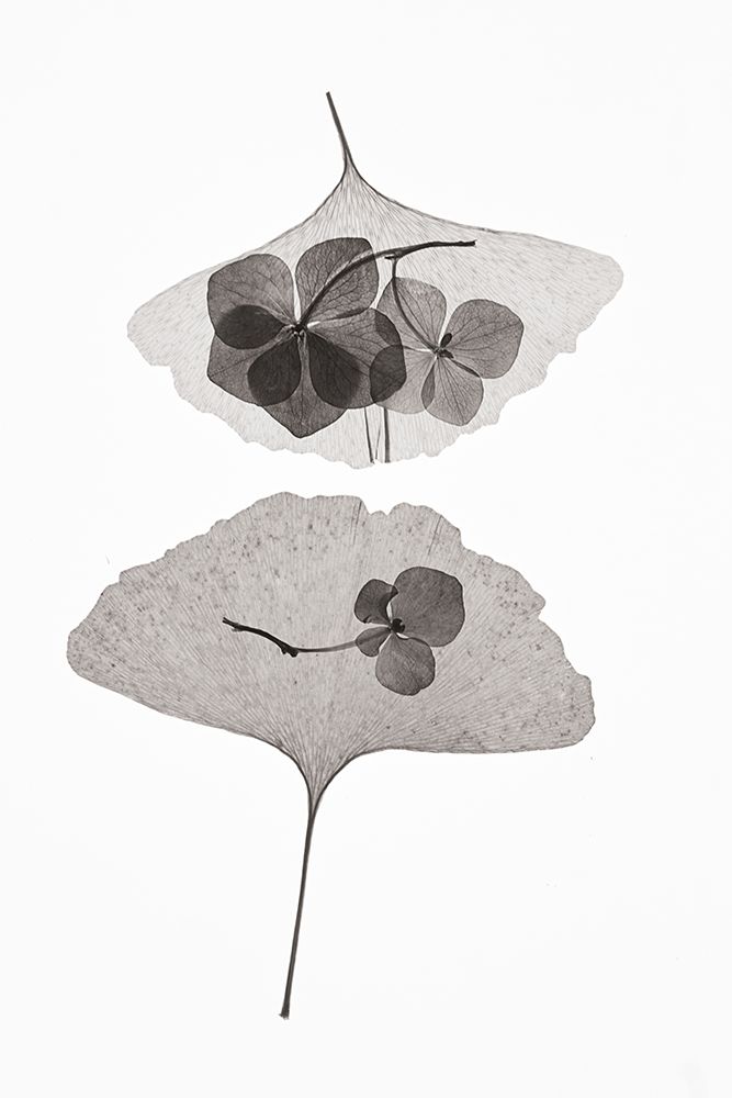 Botanical 35 art print by Lenka for $57.95 CAD