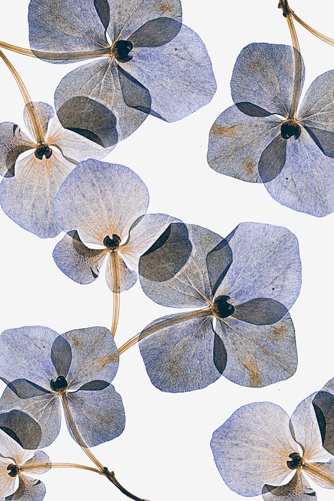 Botanical #37 art print by Lenka for $57.95 CAD