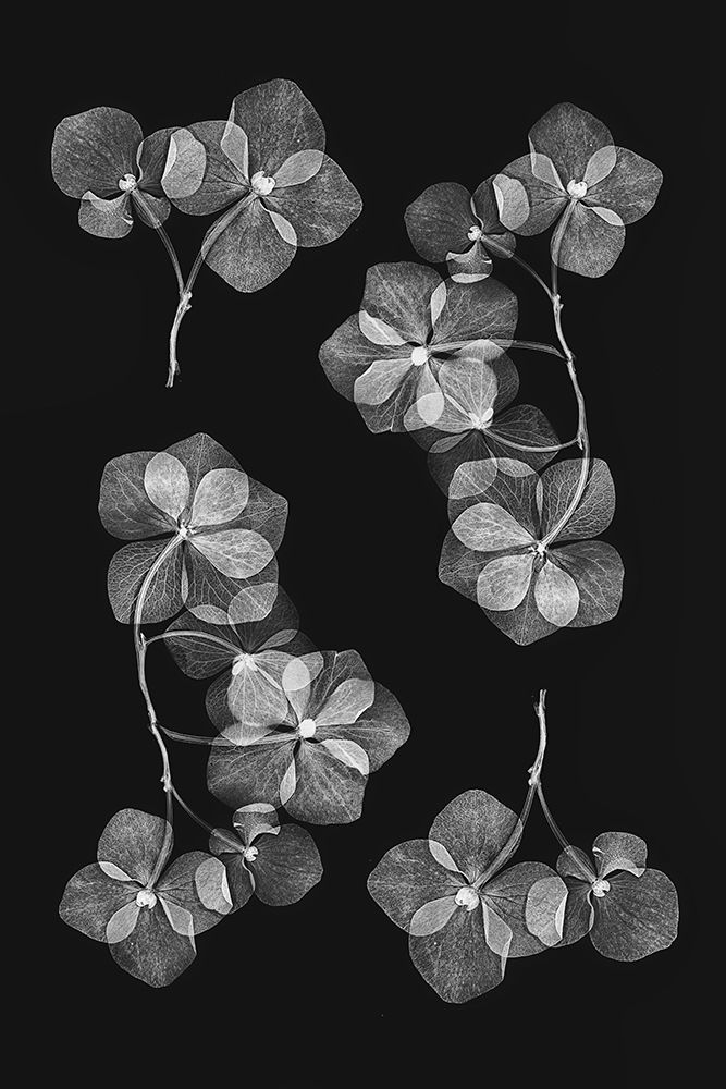 Botanical 46 art print by Lenka for $57.95 CAD