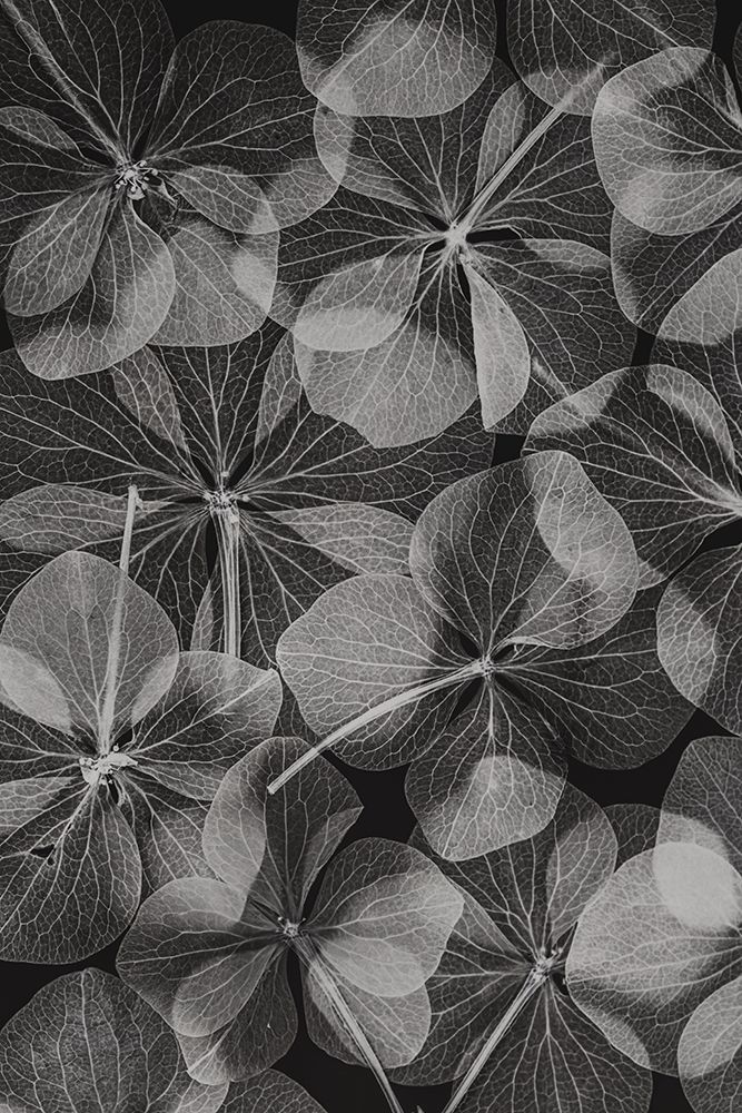 Botanical 48 art print by Lenka for $57.95 CAD