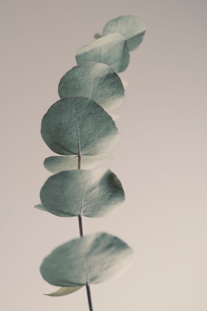Fragrant Leaves Ll art print by Heidi Westum for $57.95 CAD