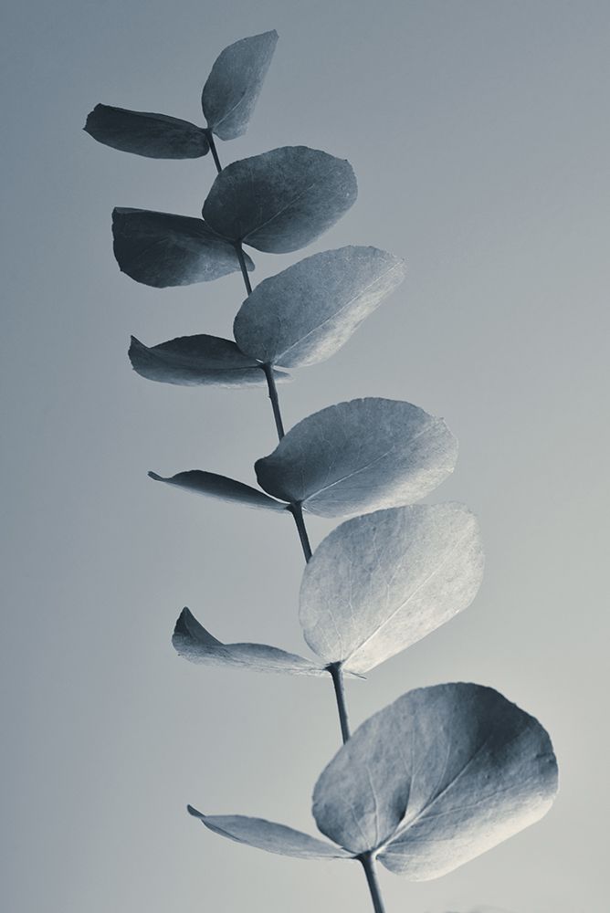 Fragrant Leaves art print by Heidi Westum for $57.95 CAD
