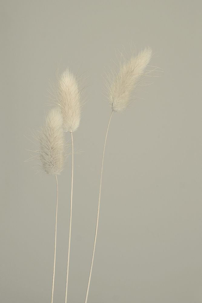 Pale Trio art print by Heidi Westum for $57.95 CAD