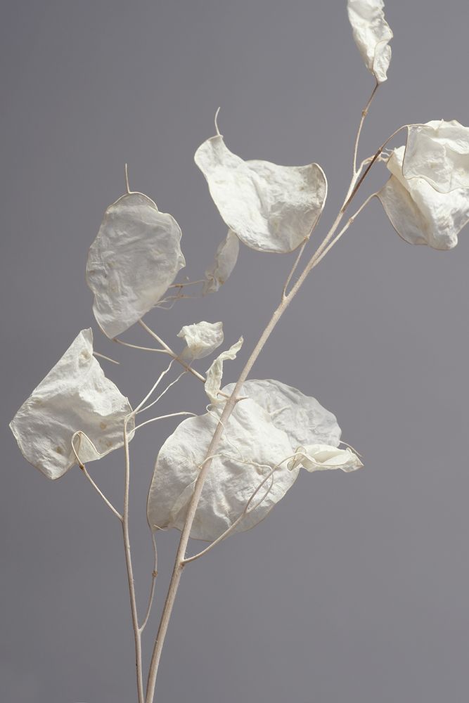 Almost transparent art print by Heidi Westum for $57.95 CAD