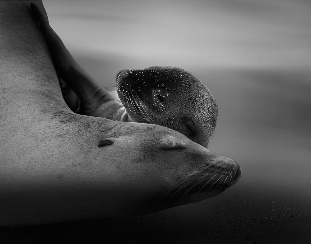 Sea Lion Pup with the Mother art print by Krystina Wisniowska for $57.95 CAD