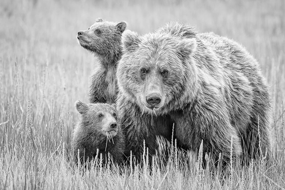 Accessing Dangers art print by Cheryl Schneider for $57.95 CAD