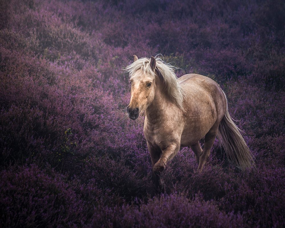 Untamed Beauty art print by Avishek Patra for $57.95 CAD