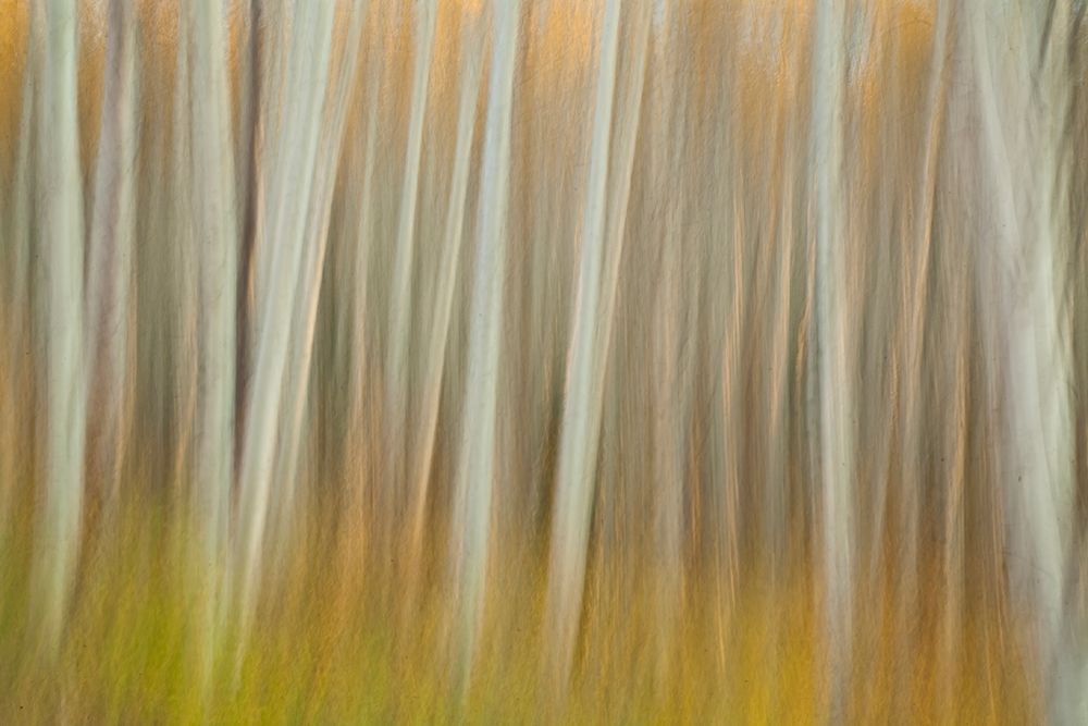 Aspen Blur art print by Linda D Lester for $57.95 CAD