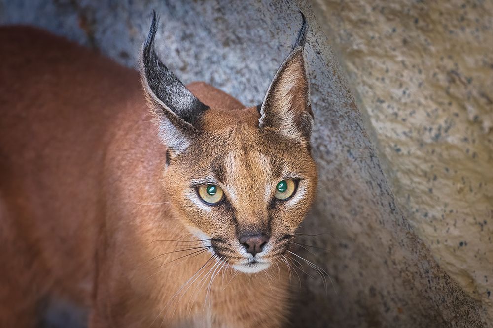 Caracal portrait art print by Jeffrey C. Sink for $57.95 CAD