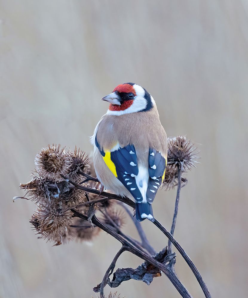European goldfinch art print by Allan Wallberg for $57.95 CAD