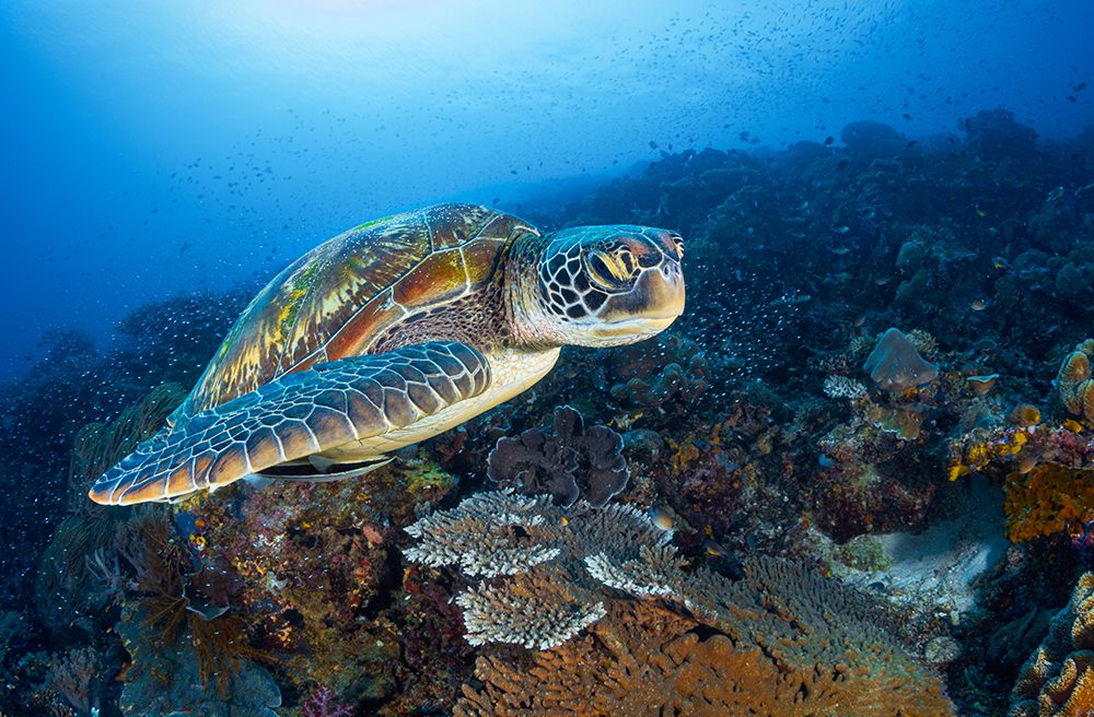 Green Sea Turtle From Raja Ampat art print by Barathieu Gabriel for $57.95 CAD