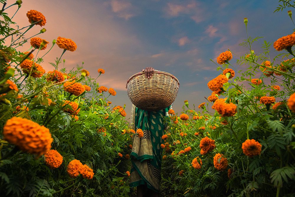A Woman Picking Marigold art print by Saurabh Sirohiya for $57.95 CAD