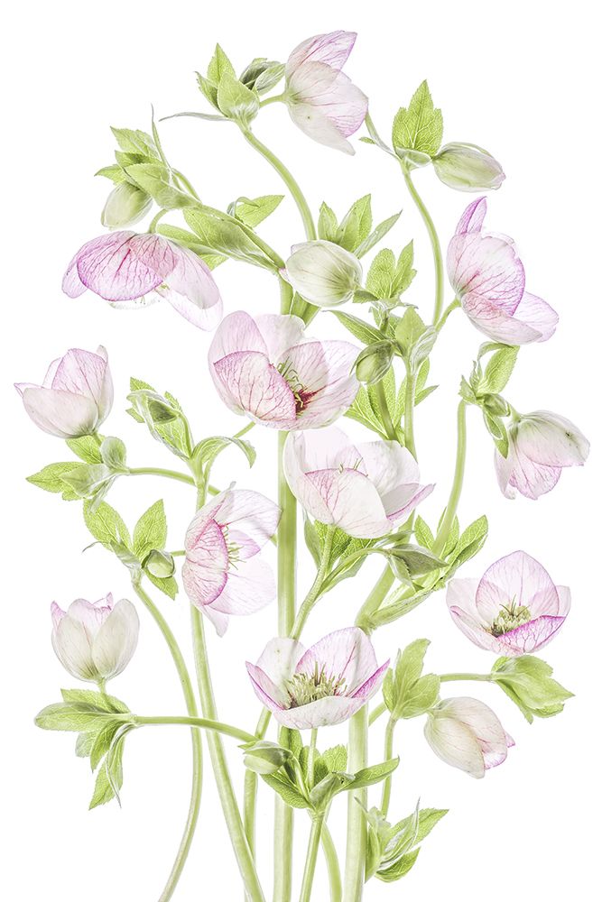 Hellebore art print by Mandy Disher for $57.95 CAD