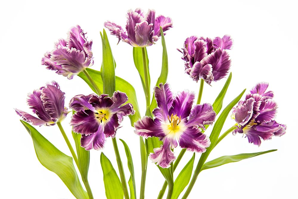 Vibrant Spring art print by Jacky Parker for $57.95 CAD