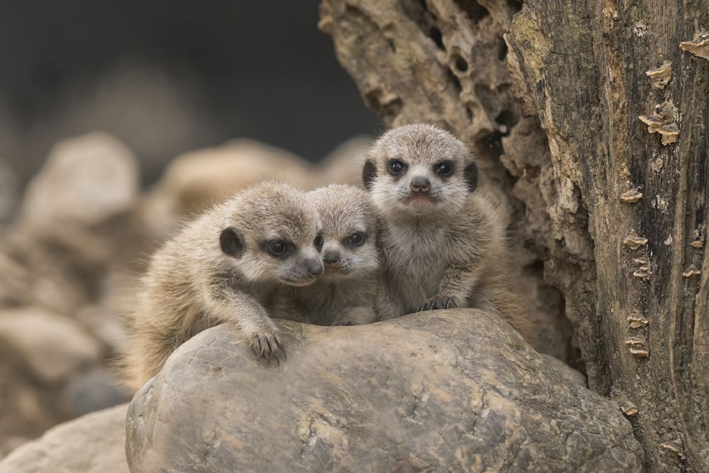 Meerkat siblings 4 weeks old. art print by Gert van den for $57.95 CAD