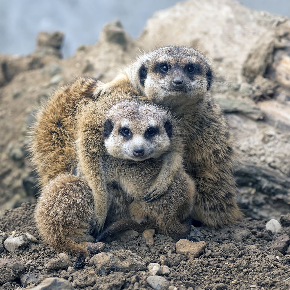 Family portrait art print by Gert van den for $57.95 CAD