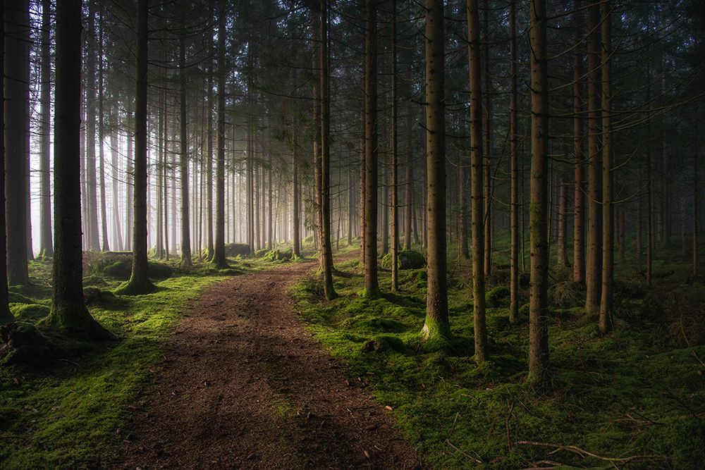 The forest art print by Benny Pettersson for $57.95 CAD