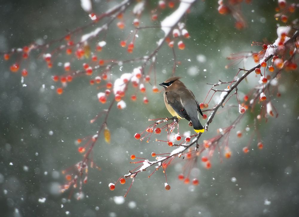 First Snow art print by Hong Chen for $57.95 CAD