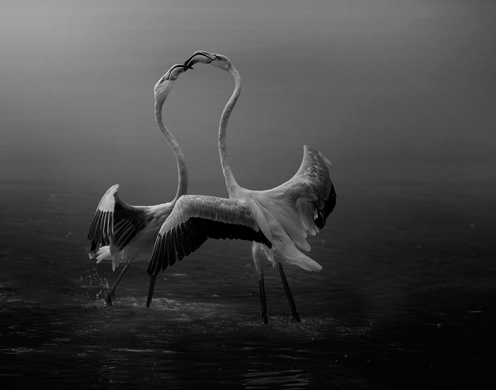Attraction art print by Krystina Wisniowska for $57.95 CAD
