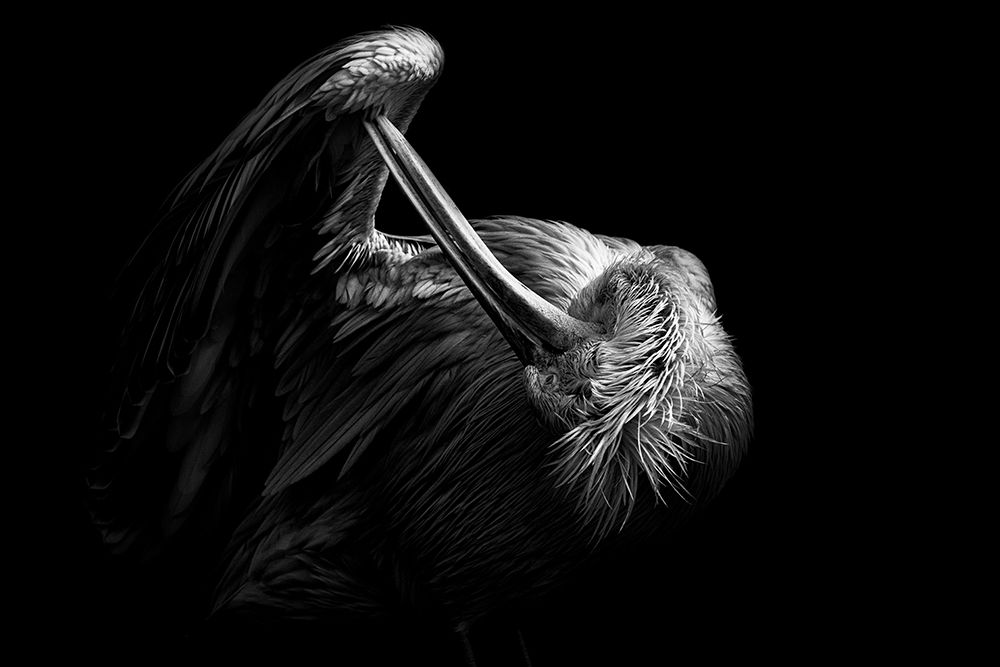 FLAMINGO art print by hong jing CHUNG for $57.95 CAD