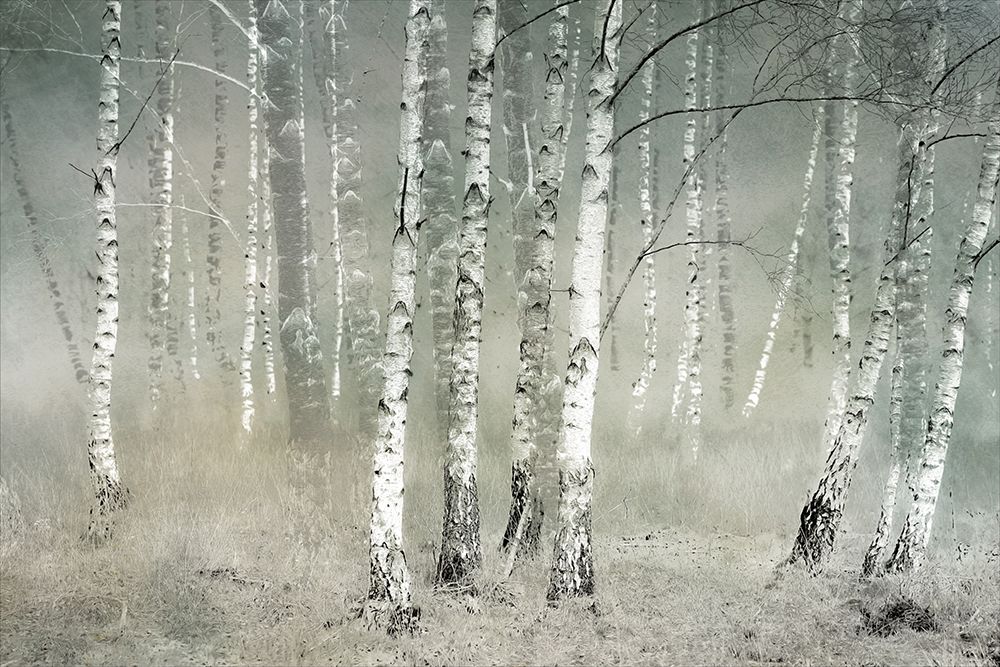 Morning Silence art print by Nel Talen for $57.95 CAD