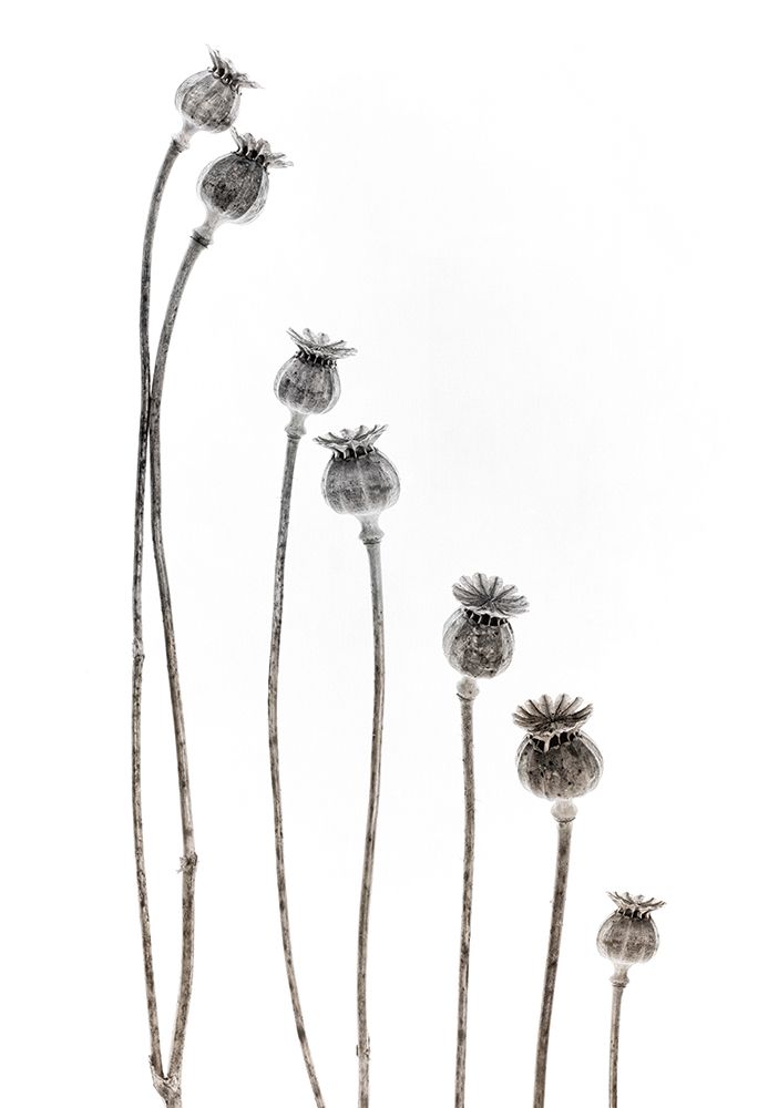 A new addition art print by Lotte Gronkjar for $57.95 CAD