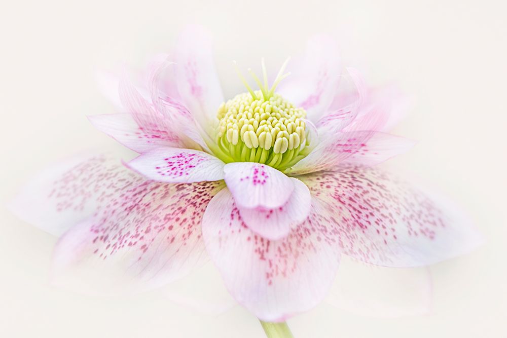 Forever Spring art print by Jacky Parker for $57.95 CAD
