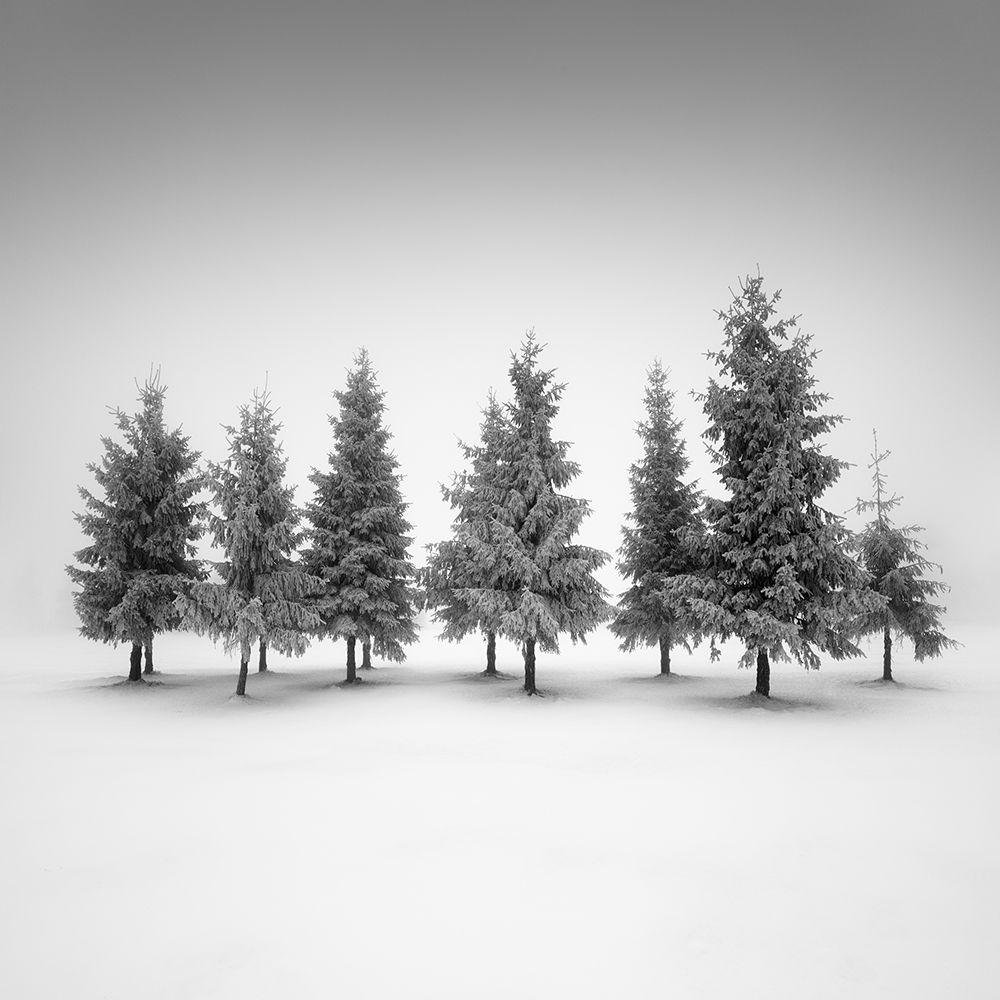 Spruce Grove.... art print by Daniel Rericha for $57.95 CAD