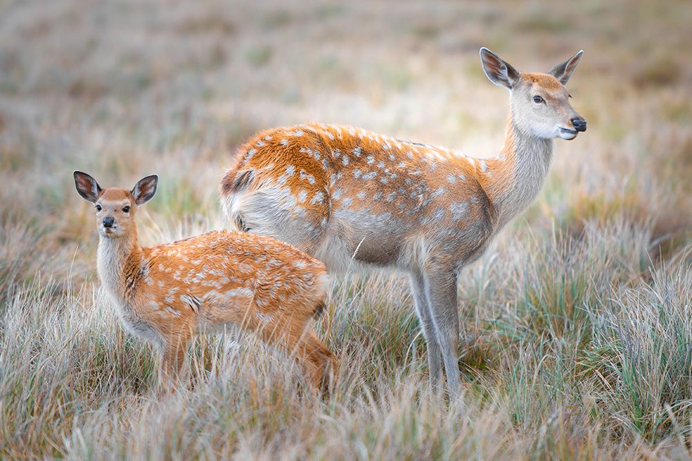 Sika deer art print by Simoon for $57.95 CAD