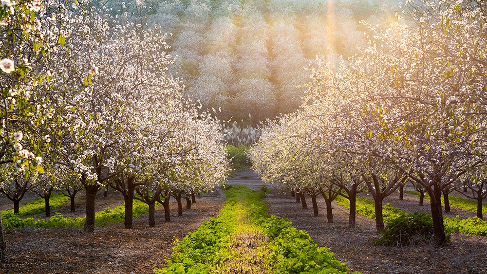 Golden Almonds art print by Azriel Yakubovitch for $57.95 CAD