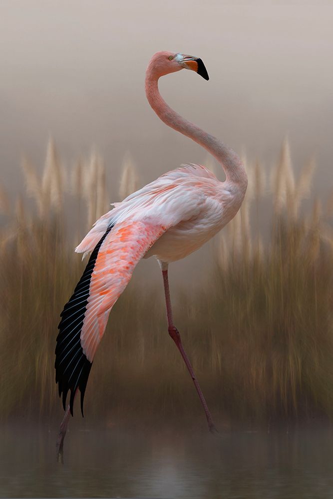 Grace art print by Krystina Wisniowska for $57.95 CAD