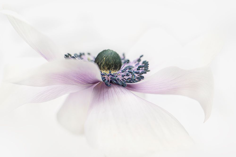 Simplicity art print by Jacky Parker for $57.95 CAD
