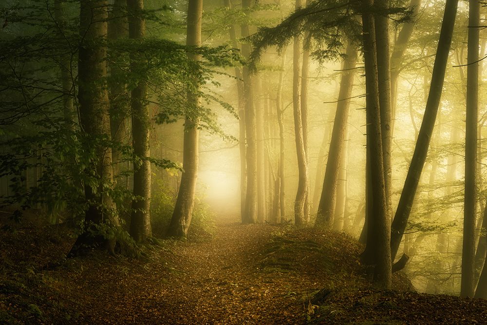 Mysterious Spring Morning art print by Norbert Maier for $57.95 CAD