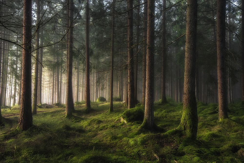 A Sense Of Spring art print by Benny Pettersson for $57.95 CAD