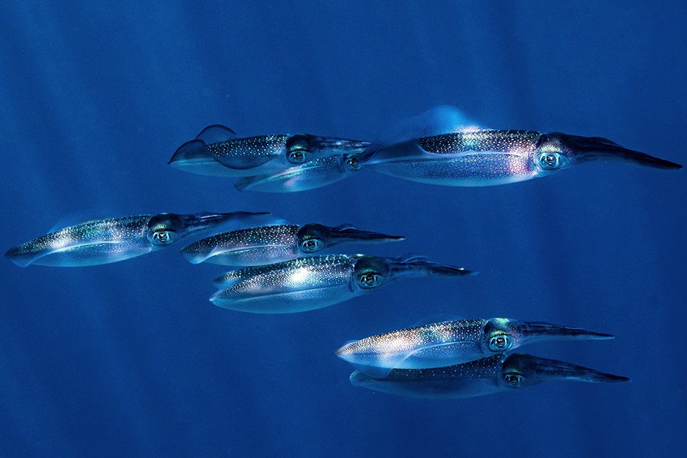 Squid art print by Serge Melesan for $57.95 CAD