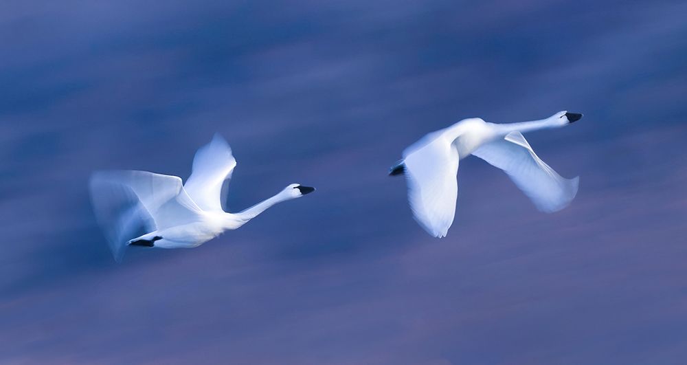 Soaring in the Sky art print by Kenneth Zeng for $57.95 CAD