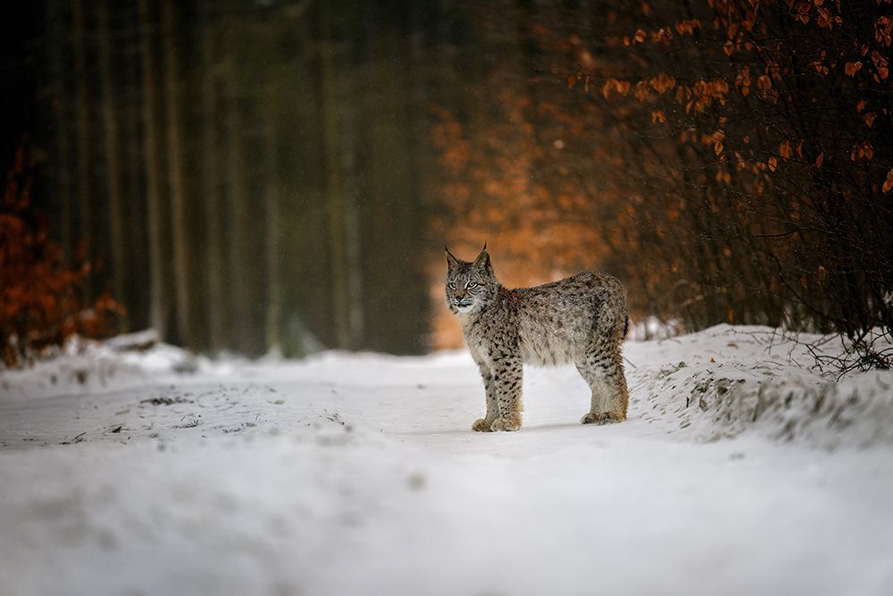 Bobcat In Winter Forest art print by Michaela Firesova for $57.95 CAD