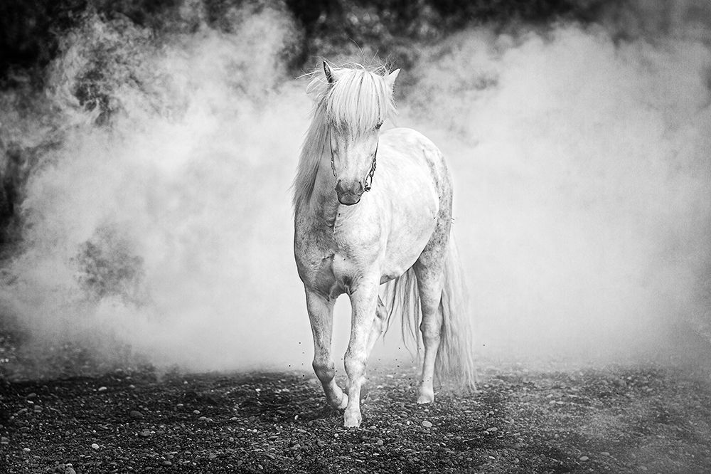 Icelandic Pony art print by Jeffrey C. Sink for $57.95 CAD