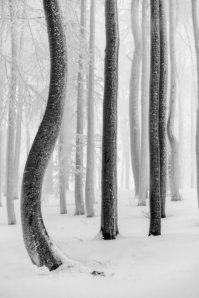 Shapes art print by Tom Pavlasek for $57.95 CAD