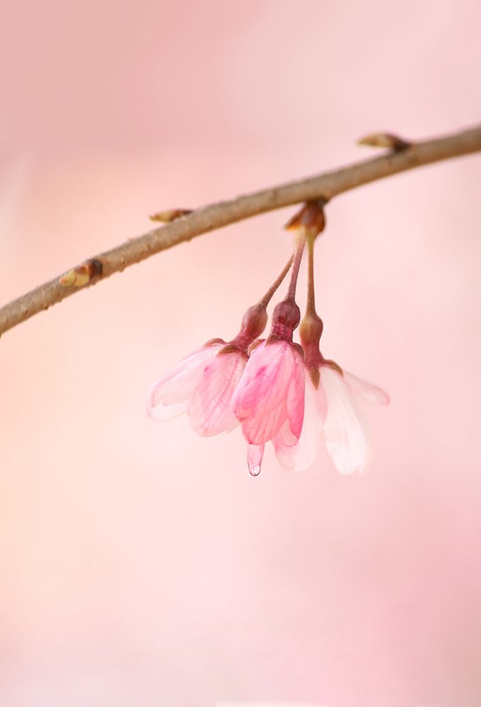 The Icon Of Spring art print by F4 Passion for $57.95 CAD