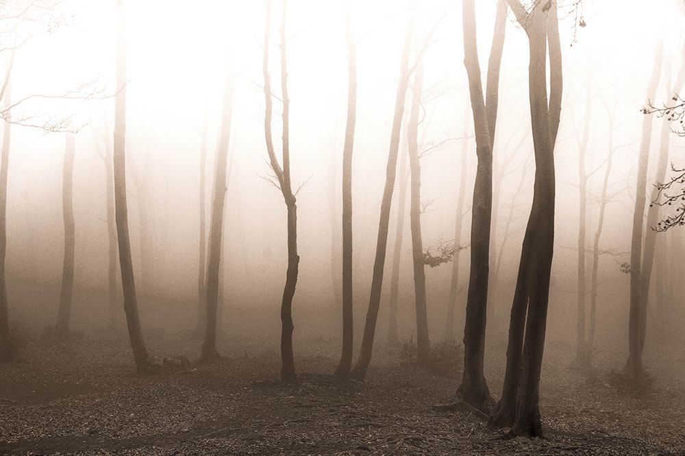 Silent Life art print by Alessandro Traverso for $57.95 CAD